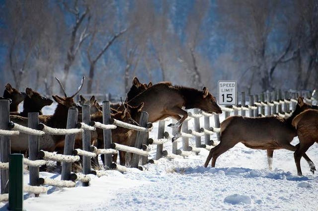 <p>Wildlife during covid</p>