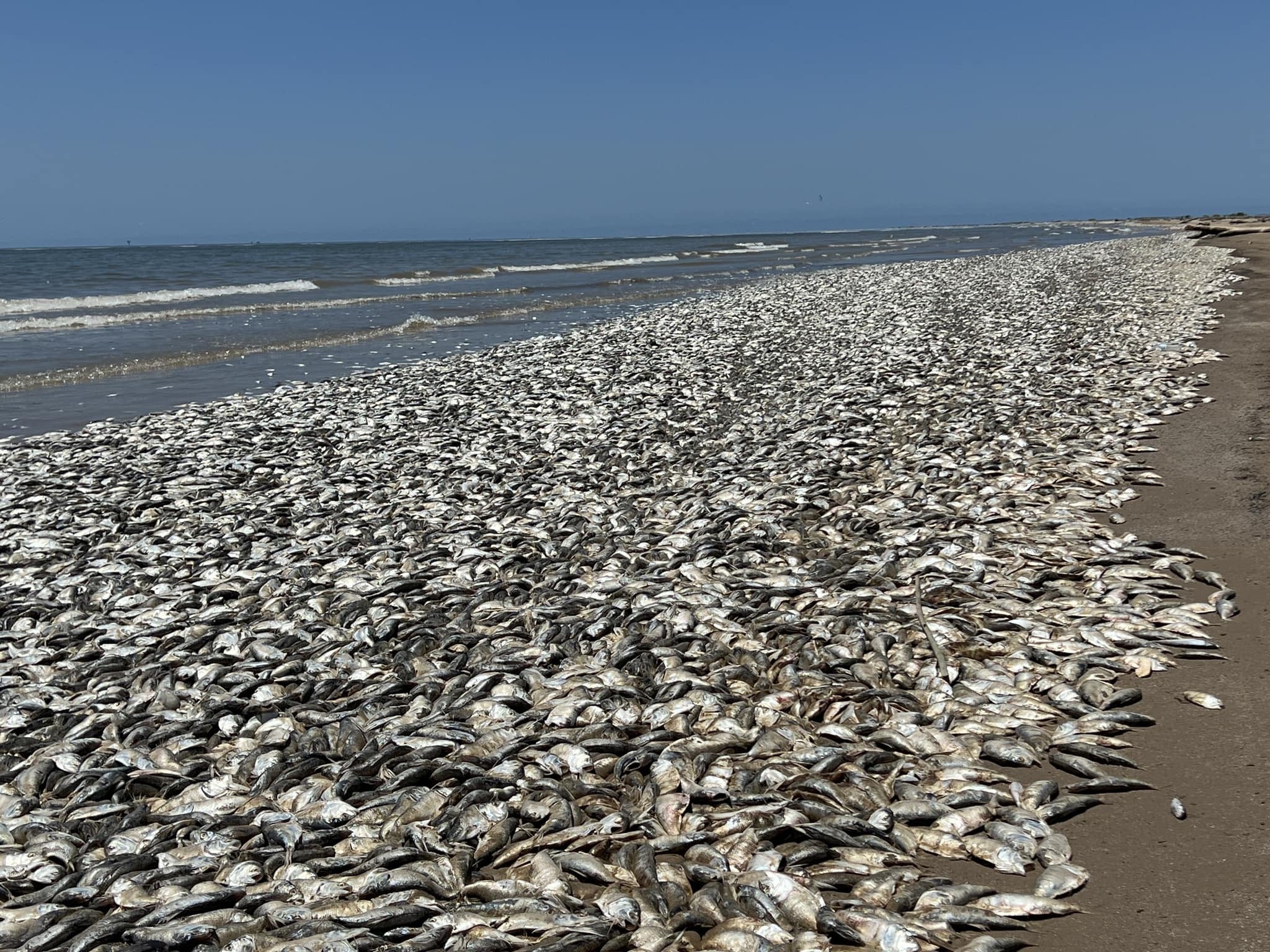 Thousands of fish have washed up dead on Texas Gulf Coast in the US on Sunday