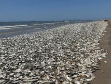 Thousands of dead fish wash up in Texas after overheated water chokes them of oxygen
