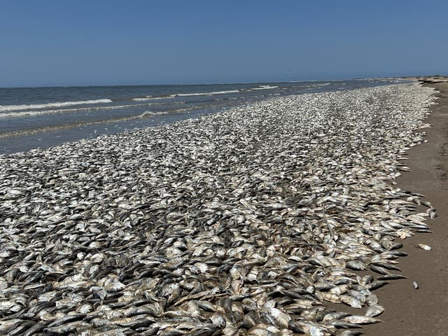 <p>Thousands of fish have washed up dead on Texas Gulf Coast in the US on Sunday</p>