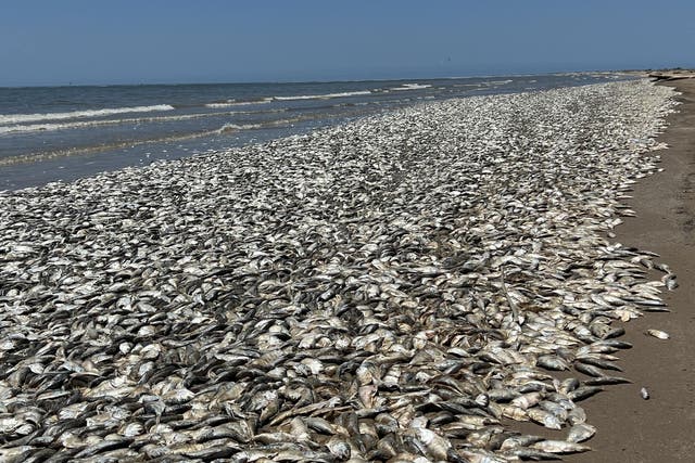 <p>Thousands of fish have washed up dead on Texas Gulf Coast in the US on Sunday</p>