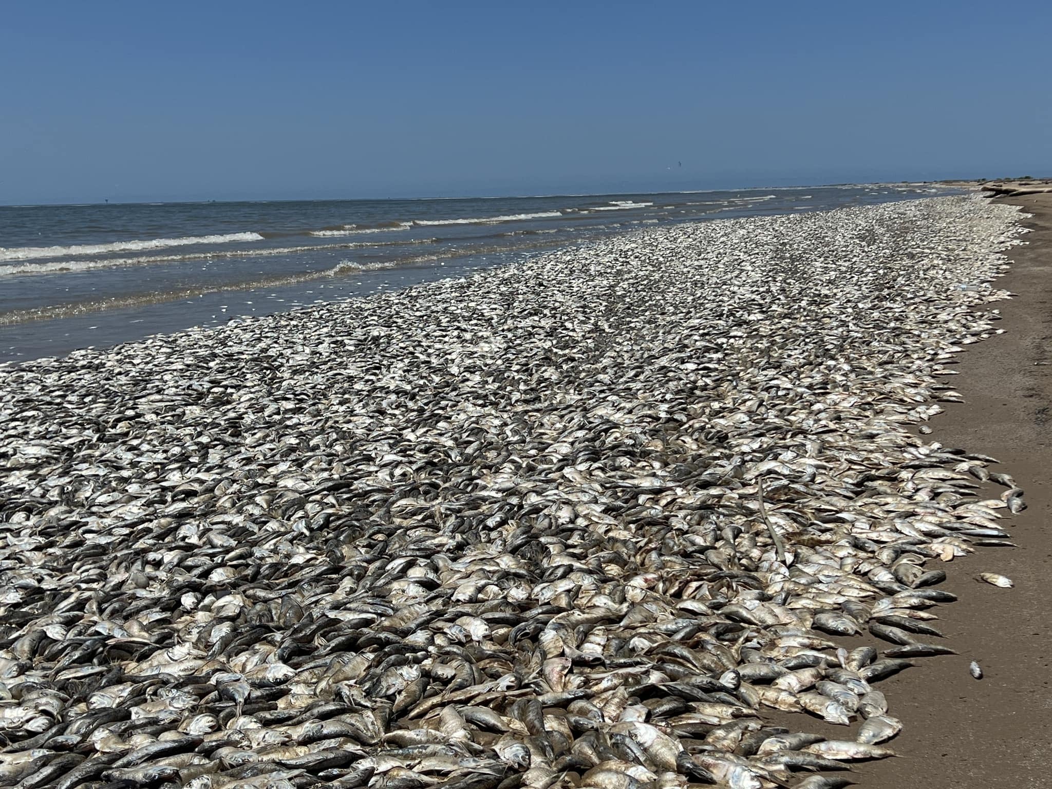 Thousands Of Dead Fish Wash Up In Texas After Overheated Water Chokes 