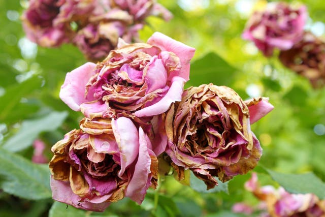 We’re now in peak rose season (Alamy/PA)