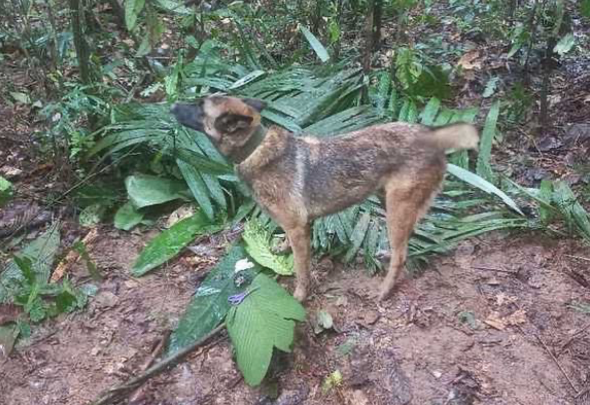 Wilson, a K-9 who participated in the search, is now lost in the jungle
