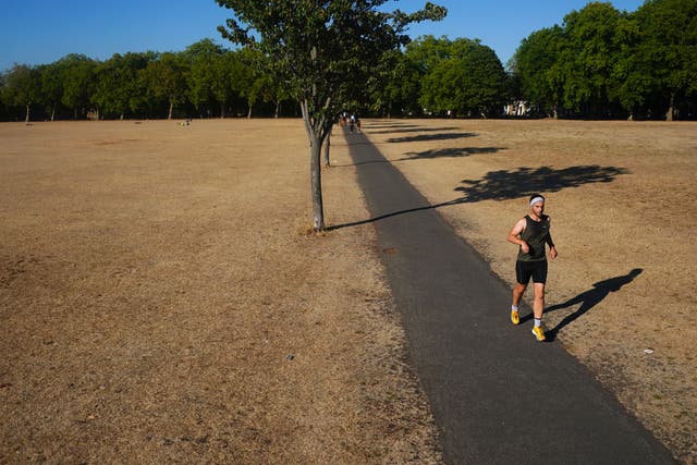 Many urban trees struggled to get enough water in the heatwaves last year (Victoria Jones/PA)