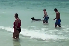 Watch: Bear swims metres away from tourists at packed Florida beach