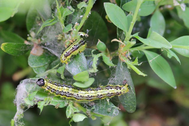 Box tree caterpillar are among pests you don’t want in your garden (Alamy/PA)