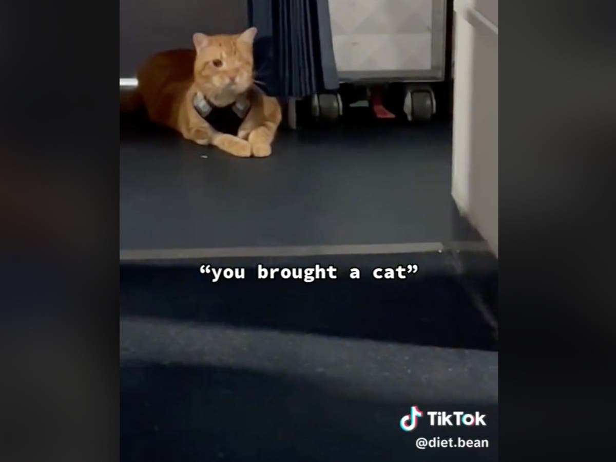 One-eyed cat goes viral after being let loose in cabin on a flight
