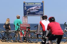 'Smartphones' for sharks: Scientists upgrade sensors to keep track of Cape Cod's white sharks