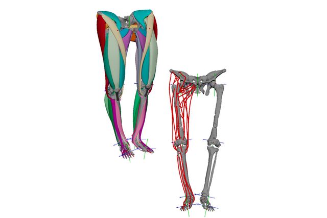 A digitisation of the muscle attachment areas used to build the model of Lucy’s muscles, next to the completed 3D muscle model (Dr Ashleigh Wiseman/University of Cambridge)