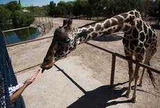 Zoo claims it has the world’s only spotless giraffe