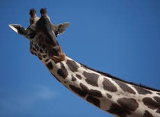 Activists work to get giraffe removed from small enclosure in dusty Mexican border city