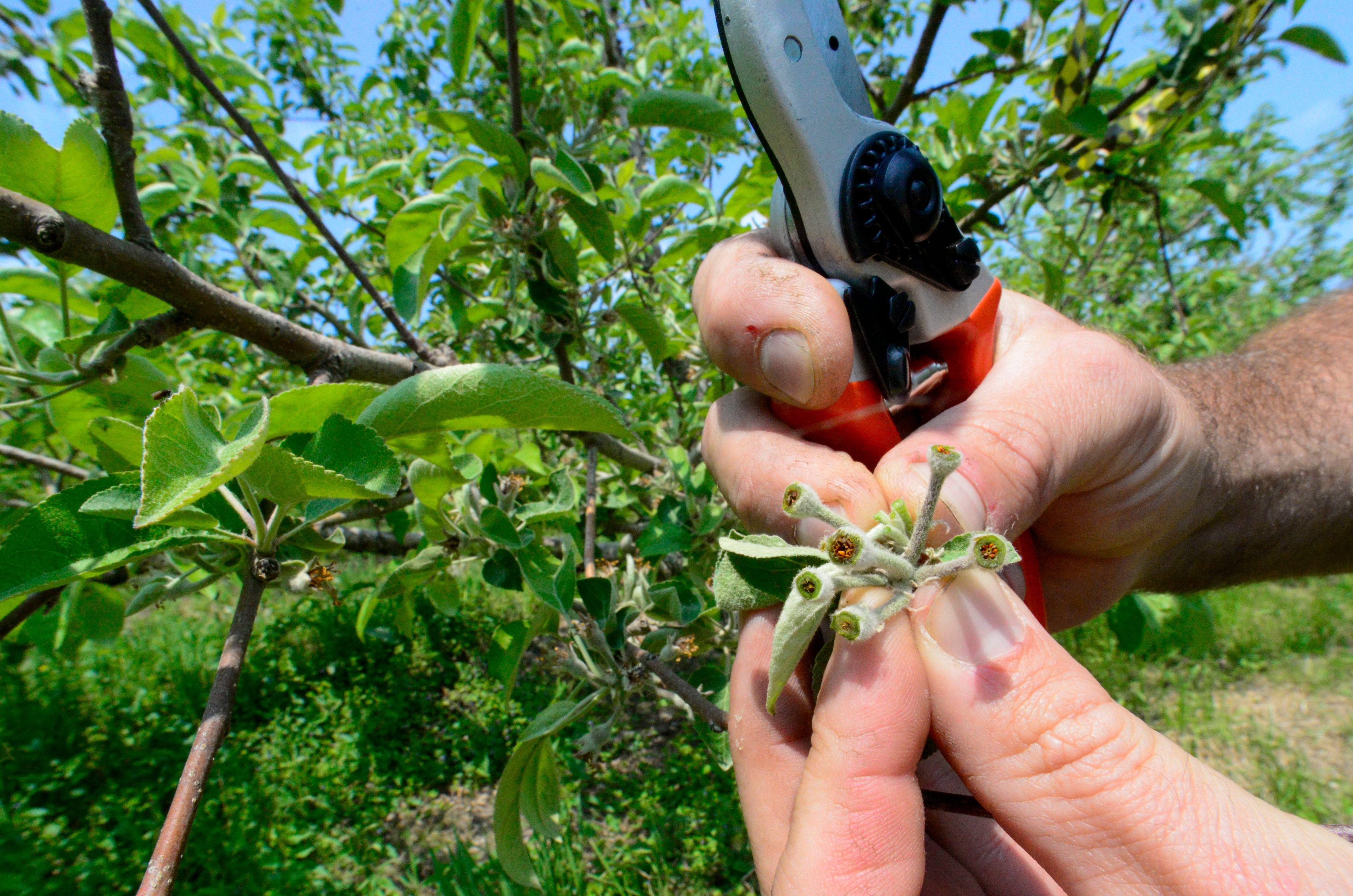 Frost Damage Vineyards Orchards