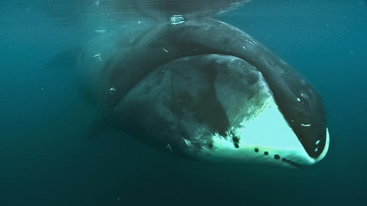 Cancer-resistant bowhead whales may hold key to understanding human longevity