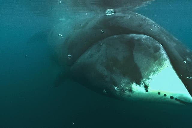 <p>A bowhead whale underwater</p>