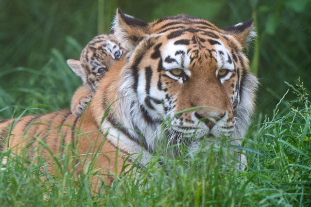 Amur tiger Mishka with one of her six-week-old cubs as they begin to explore their enclosure at Banham Zoo in Norfolk (Joe Giddens/PA)