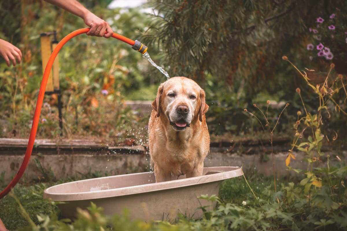 How to take care of pets in the heat