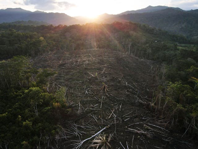 <p>Cut down trees lie within view of the Cordillera Azul National Park in Peru's Amazon</p>