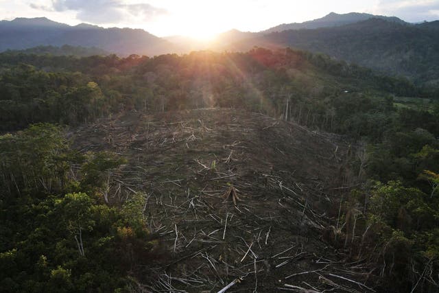 <p>Cut down trees lie within view of the Cordillera Azul National Park in Peru's Amazon</p>