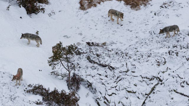 Isle Royale Wolves