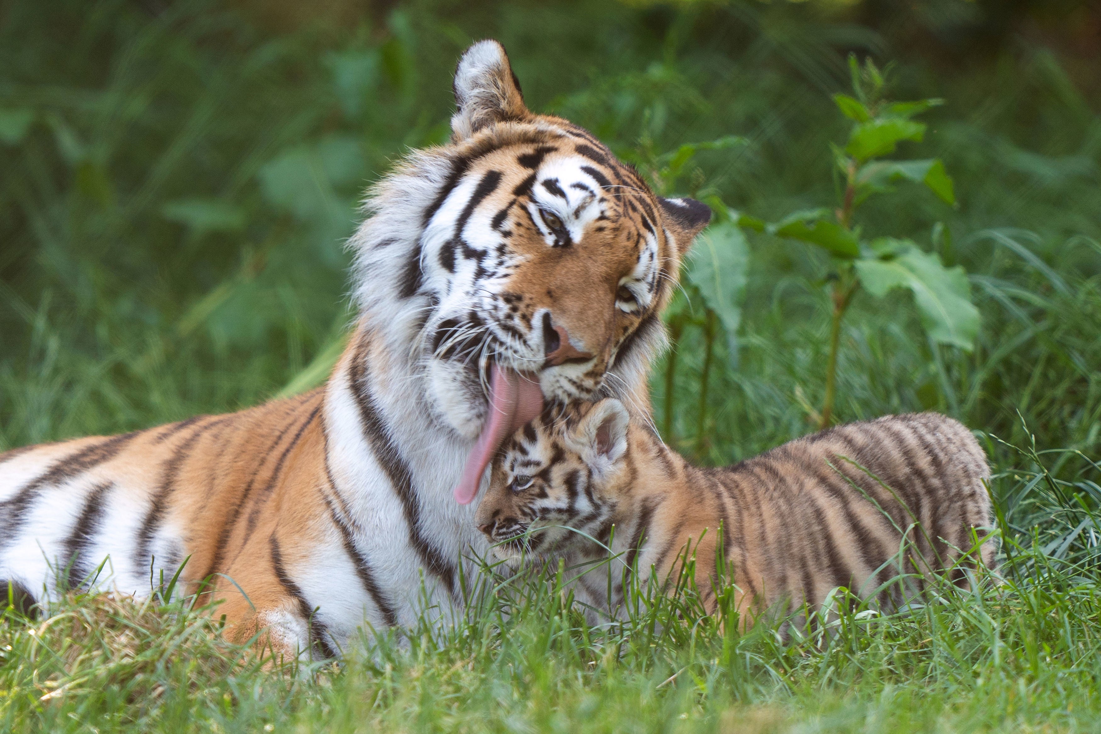 Amur tiger Mishka with one of her six-week-old cubs as they begin to explore at Banham Zoo in Norfolk