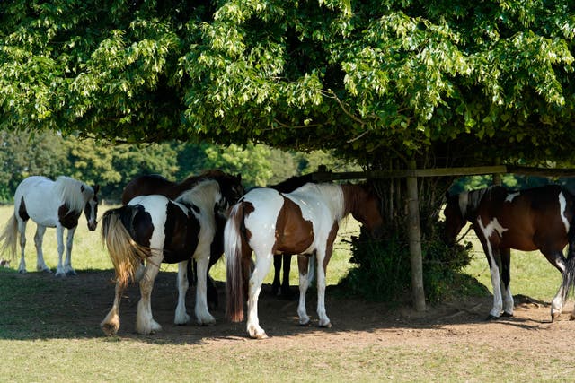 Horses shelter from the sun under trees on Basingstoke Common in Hampshire (Andrew Matthews/PA)