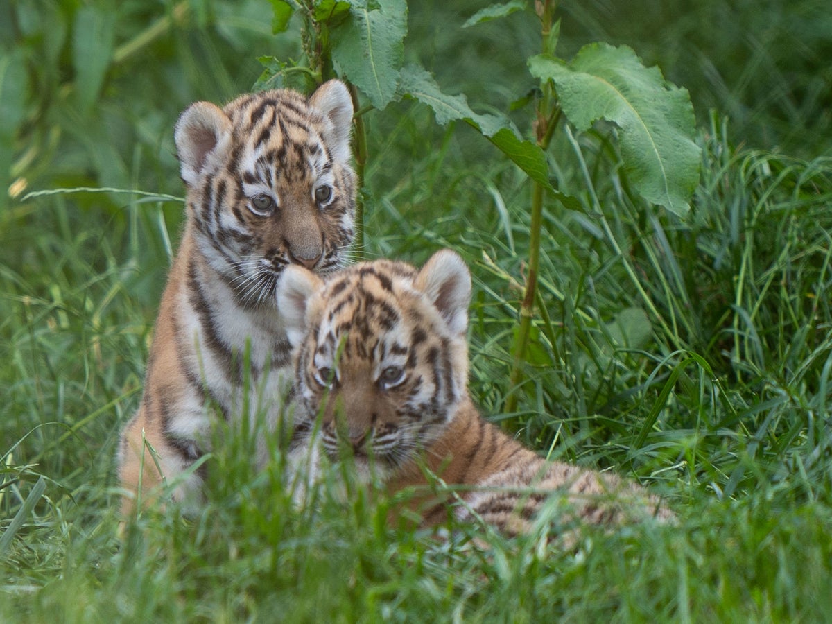 Tiger cubs explore their enclosure at Norfolk zoo - The Irish News