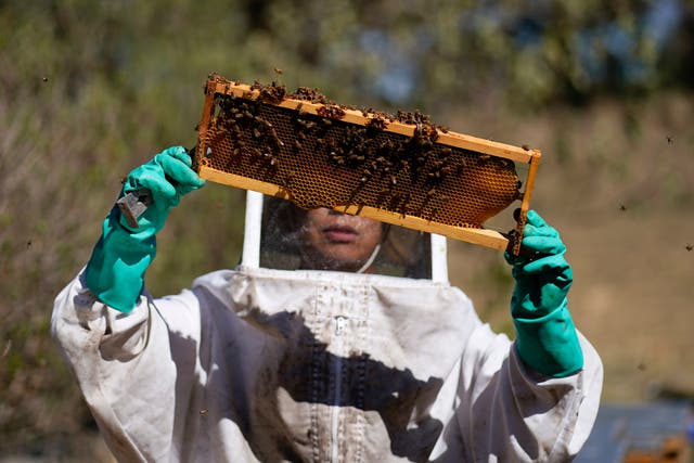 Mexico Saving Bees