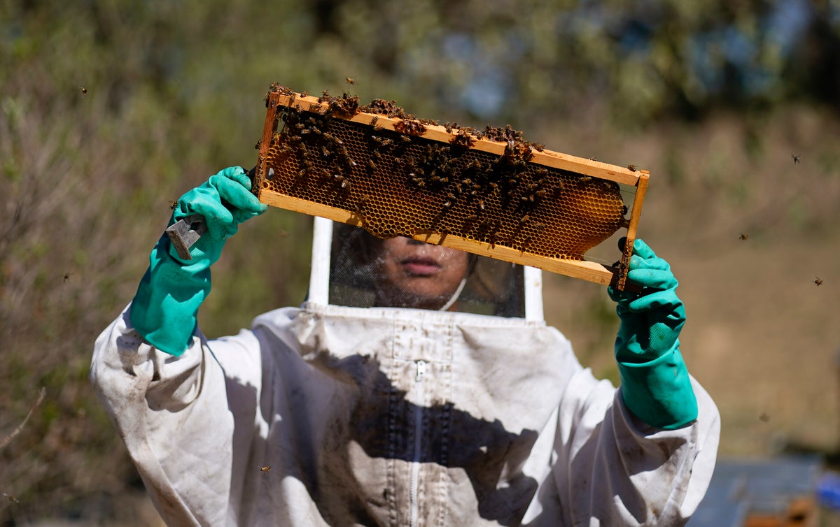 Let it bee: The women on a mission to save Mexico City’s bees