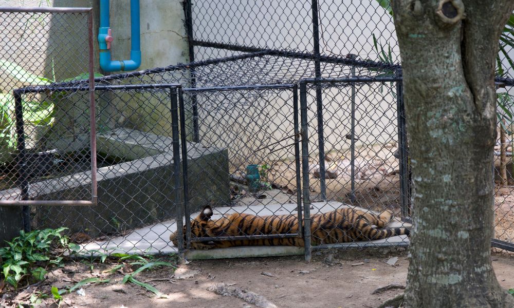 The Environmental Investigation Agency estimated that there were at least 1,962 captive tigers in over 63 facilities in Thailand in 2019