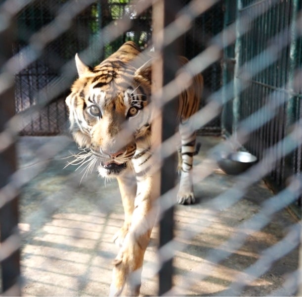 The organisation’s investigator visited 11 zoos across Thailand in March, exposing cruelty at every location