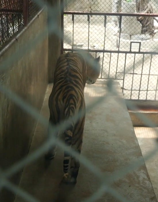 Big cats were documented pacing back and forth in barren, concrete enclosures with murky green water