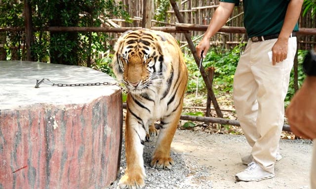 <p>Tigers, lions and ligers are also seen tightly chained by the neck to concrete slabs and being whipped repeatedly in footage</p>