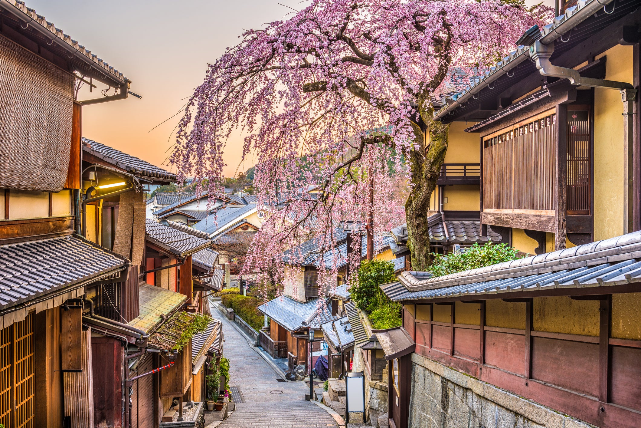 Cherry blossoms enchant Kyoto in the spring
