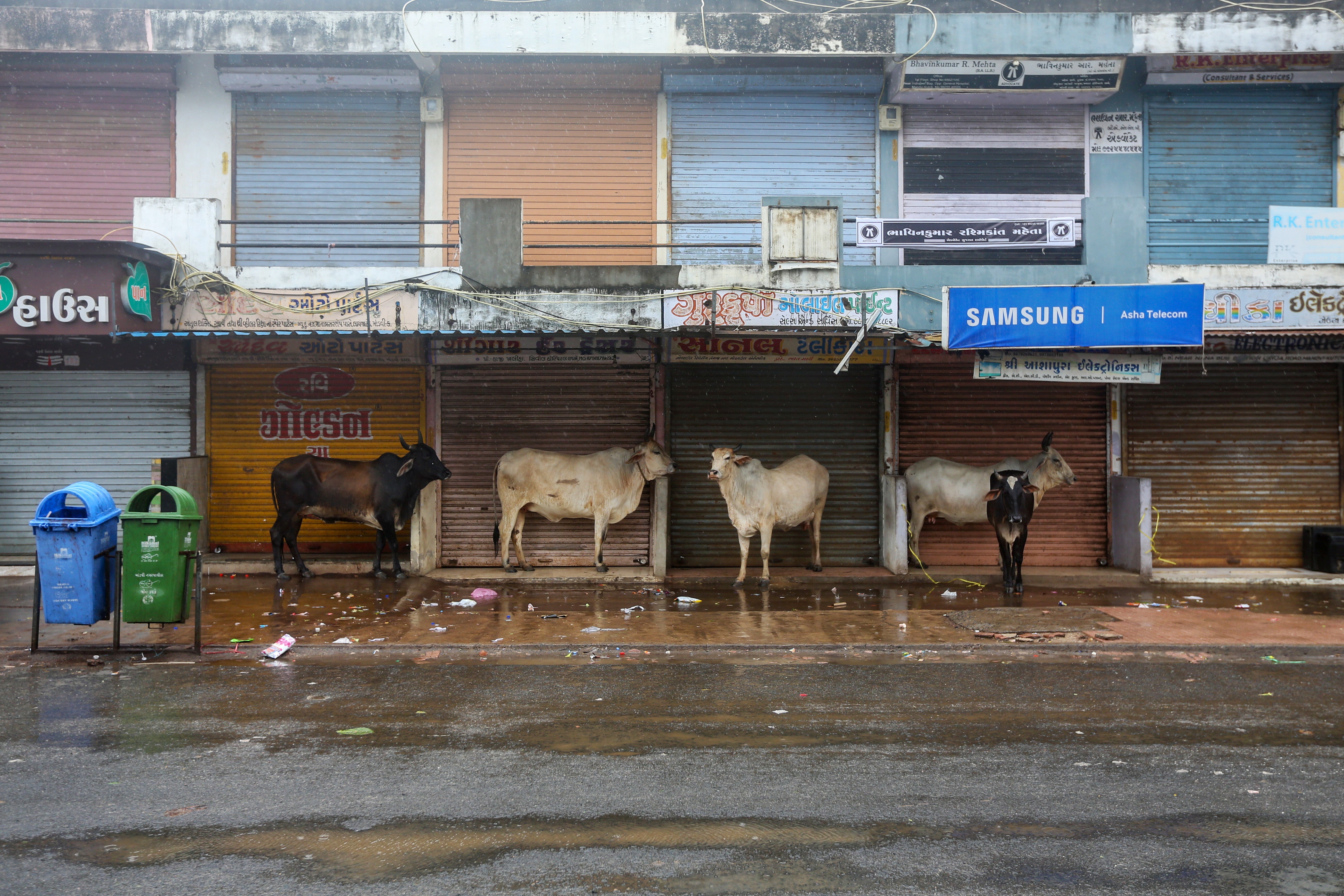 Cows take shelter from rain under the roof of closed shops in Mandvi, Gujarat