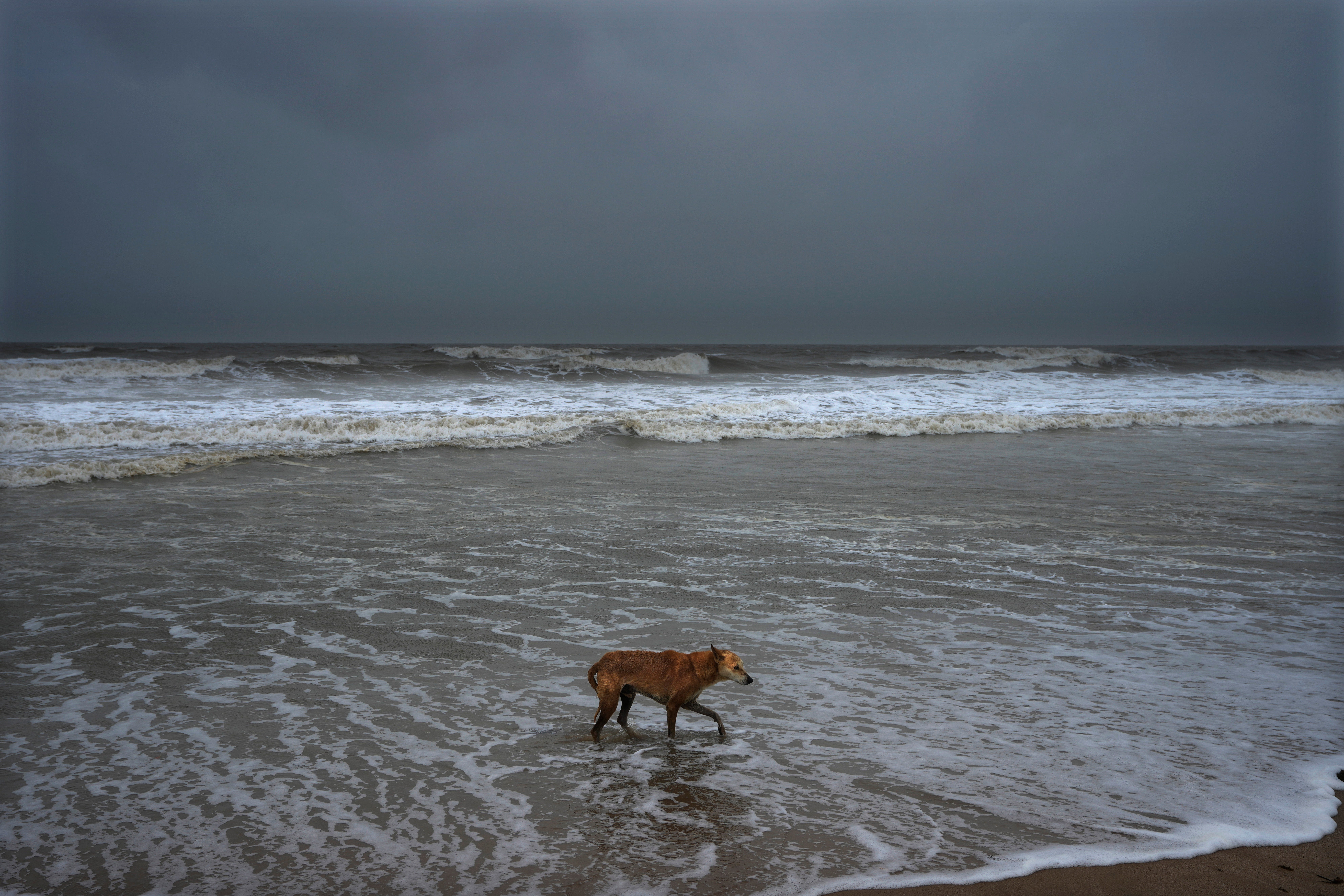 A dog walks at a deserted beach ahead of cyclone Biparjoy’蝉 landfall at Mandvi in Kutch district of Gujarat state