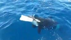 Moment killer whale rips off catamaran’s rudder with its teeth