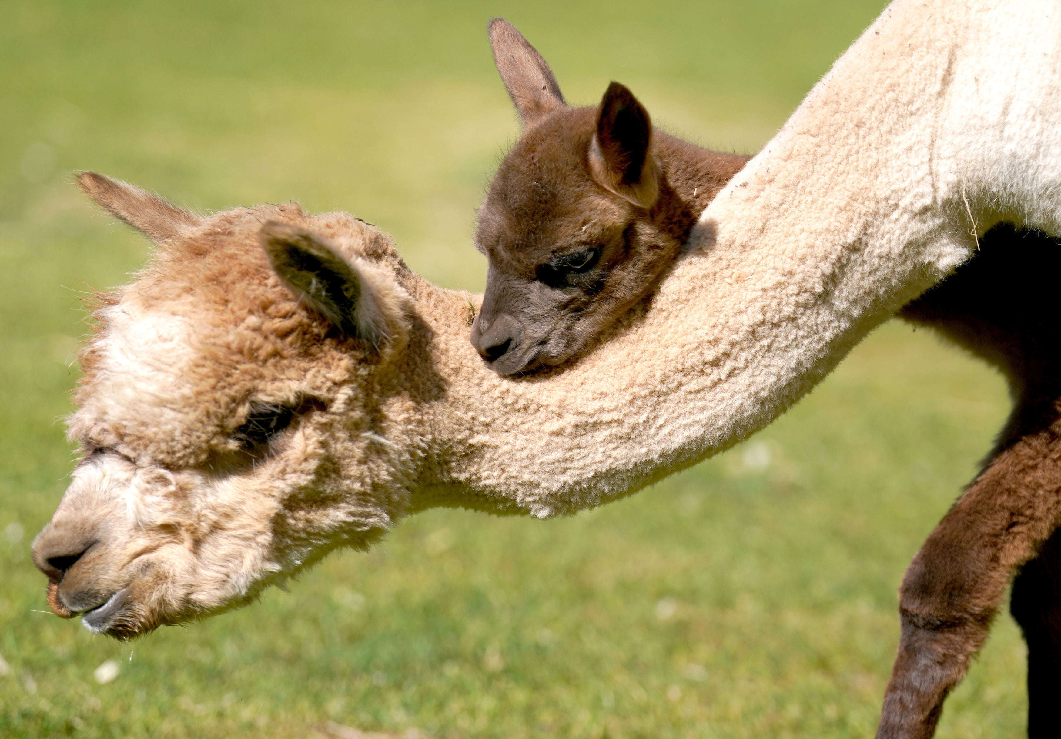 Newborn alpaca Sir Steveo, who has been named after one of his keepers, ventures outside in the Pets Farm area of Blair Drummond Safari Park near Stirling