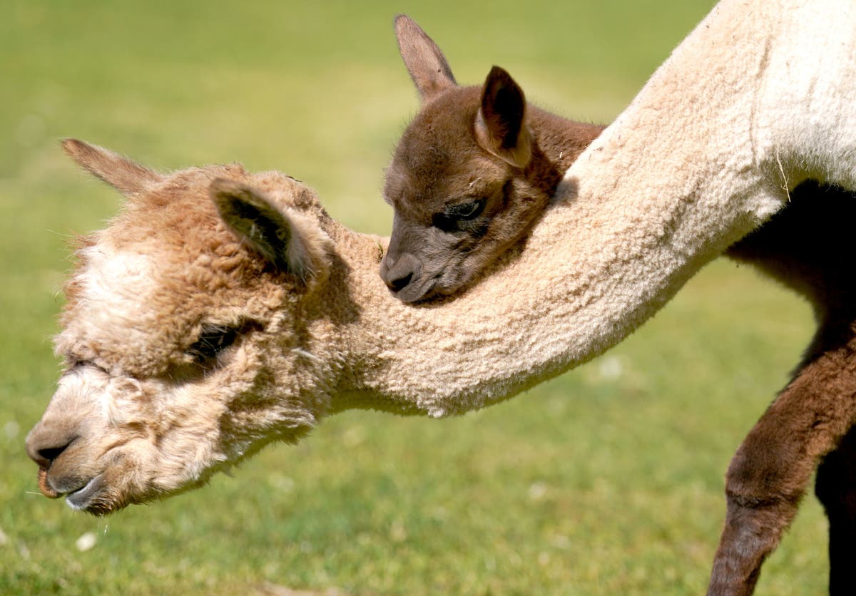 Pictures of the week: Baby alpaca, a volcano and a hit on a bank