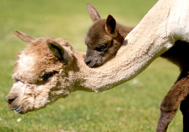 <p>Newborn alpaca Sir Steveo, who has been named after one of his keepers, ventures outside in the Pets Farm area of Blair Drummond Safari Park near Stirling</p>