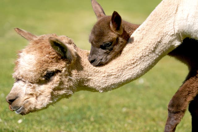 <p>Newborn alpaca Sir Steveo, who has been named after one of his keepers, ventures outside in the Pets Farm area of Blair Drummond Safari Park near Stirling</p>