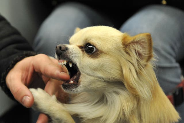 Dog bites may be more common on hot and polluted days, study suggests (Clive Gee/PA)