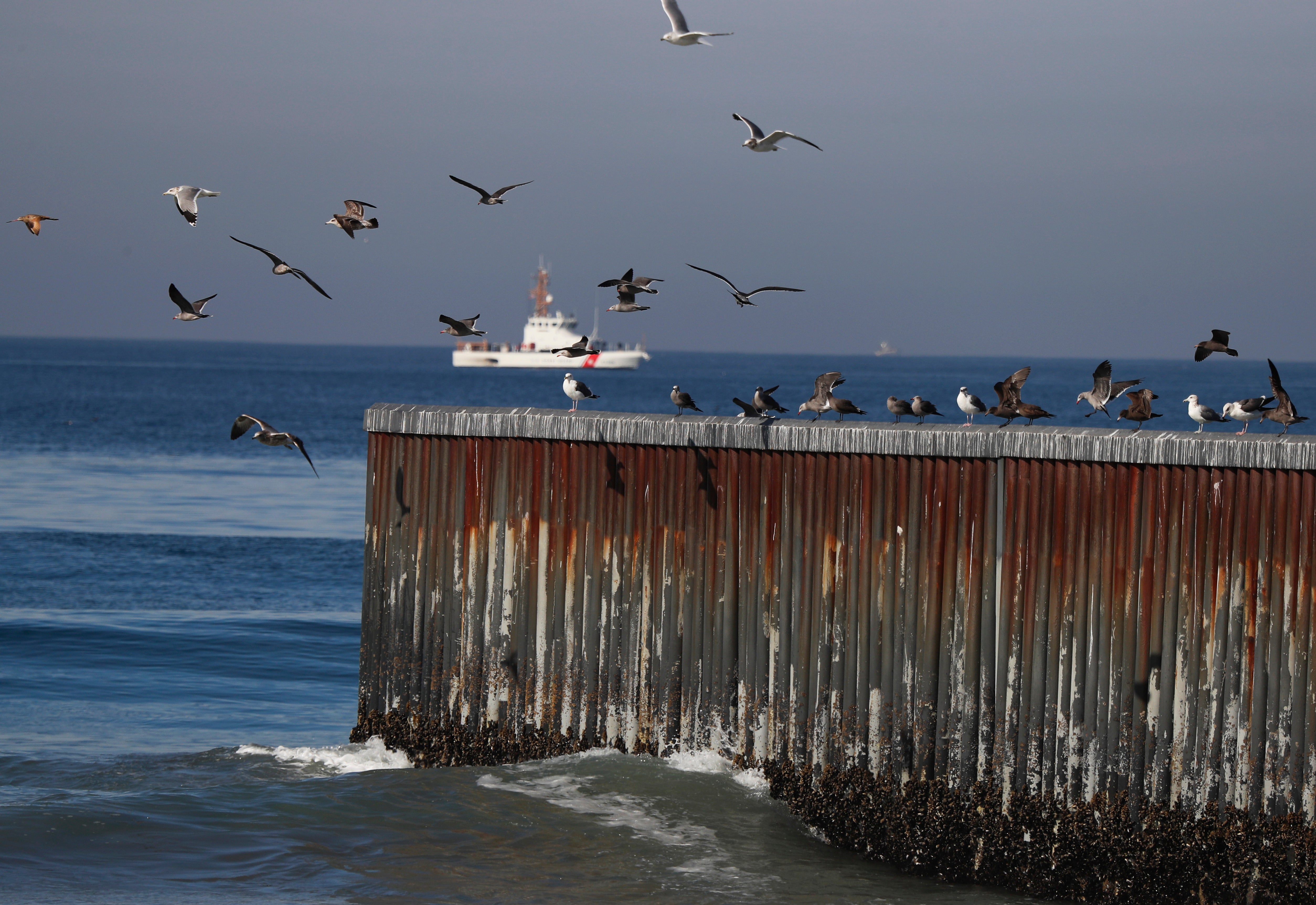 Mexico Bird Deaths