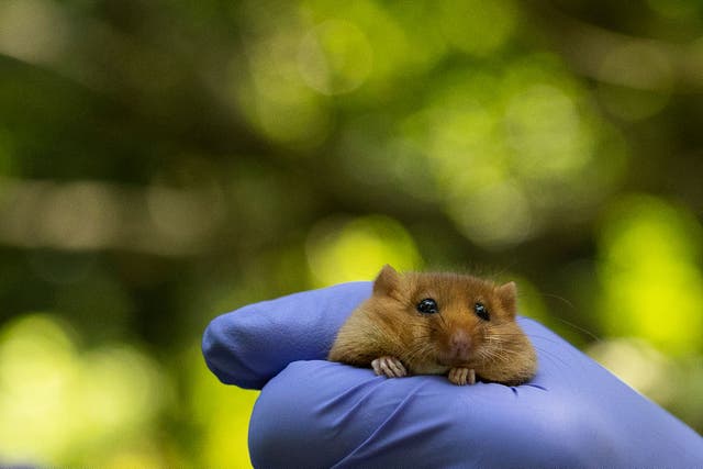 Twiglet the dormouse was one of 38 of the rare hazel species reintroduced into the woodland at Calke Abbey on June 14 (James Beck/National Trust/PA)