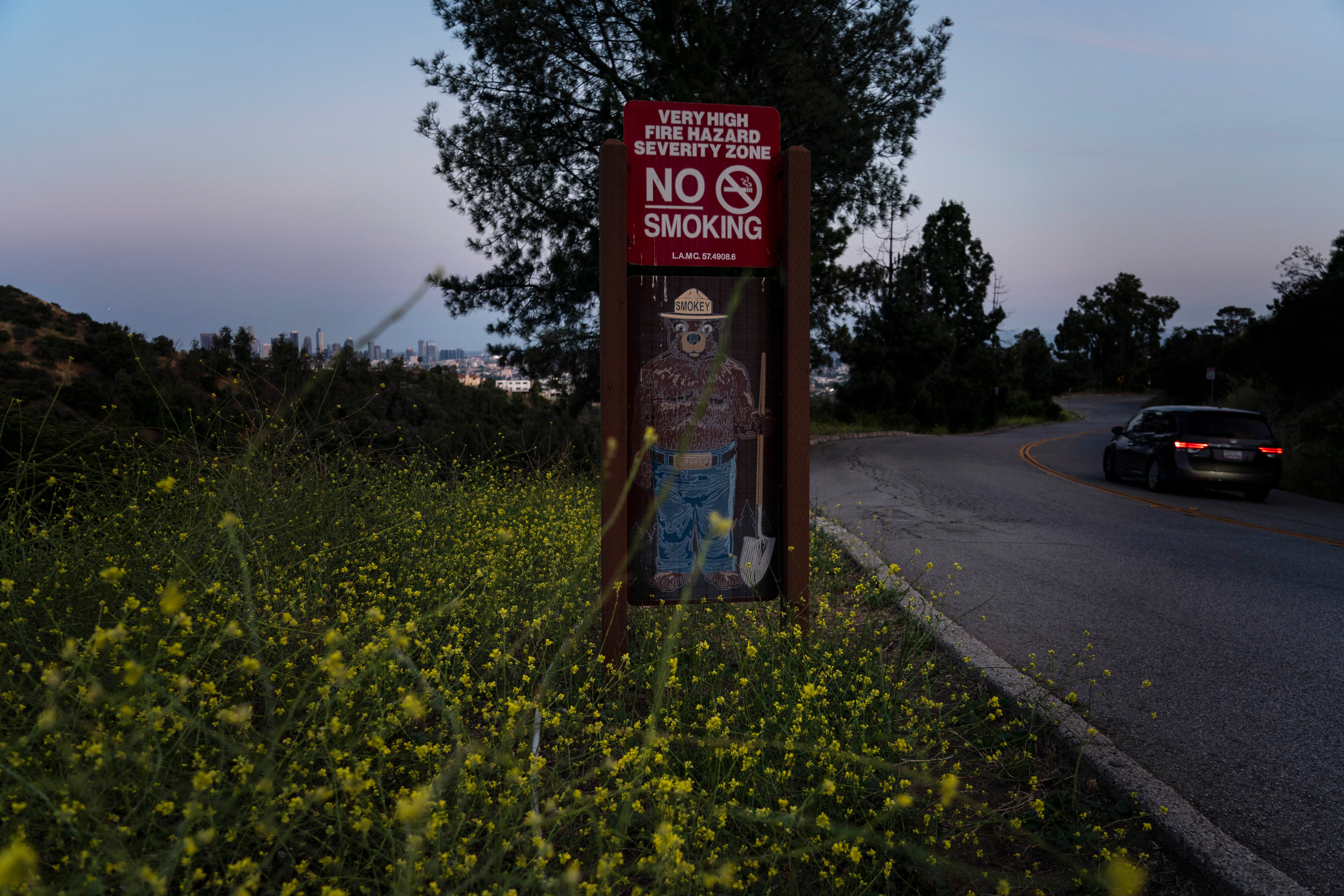 Wild Mustard Invasion