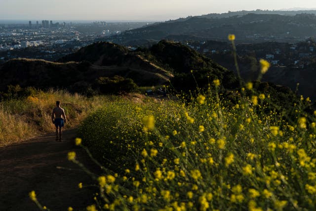 Wild Mustard Invasion