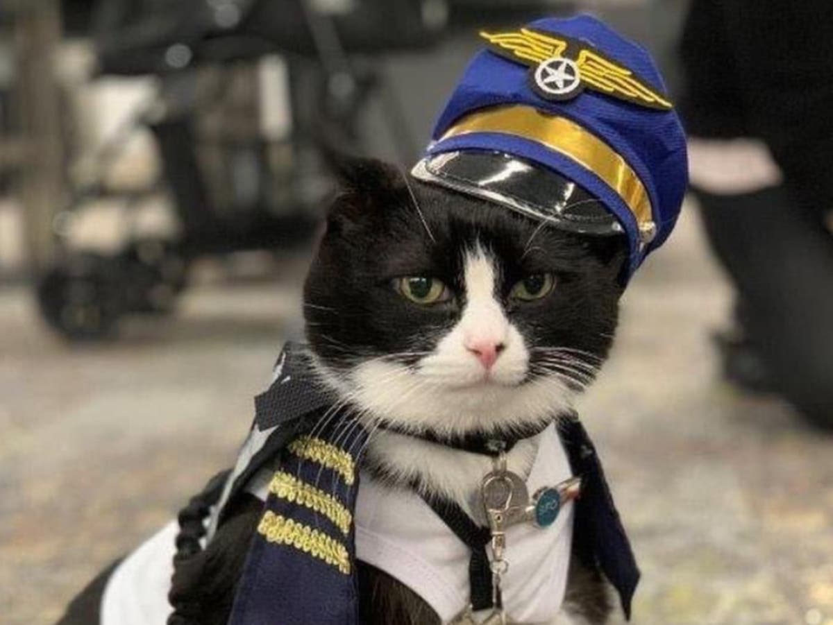 Airport hires cat named Duke to calm travellers