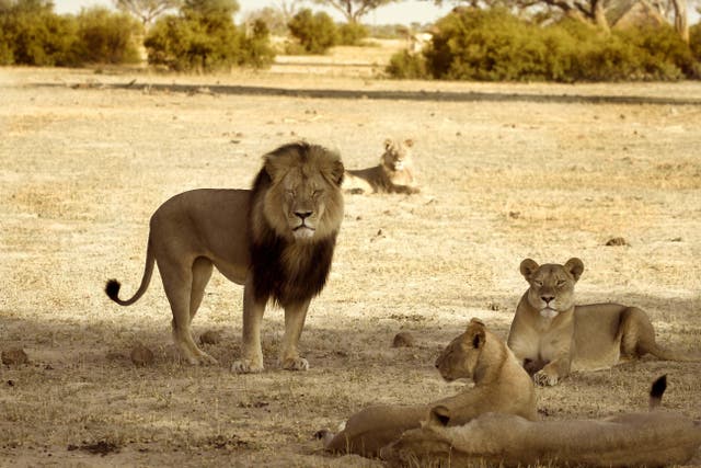 Cecil the lion and his pride in Hwange National Park, Zimbabwe. Cecil was killed in 2015 by an American big game hunter (Alamy/PA)