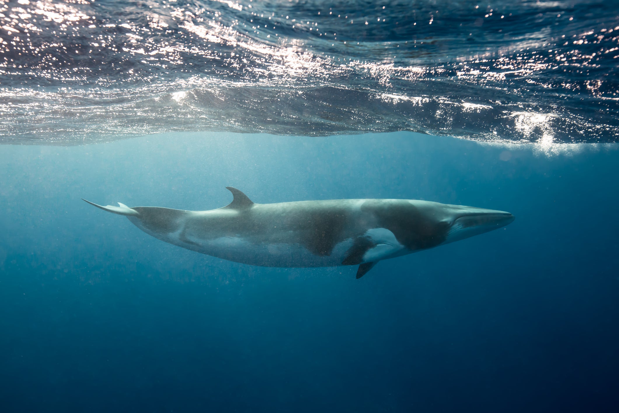 Keen to get friendly with a minke whale? This could be the holiday for you