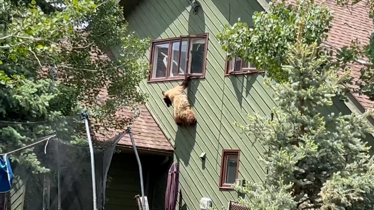 Moment curious bear breaks into family home through window